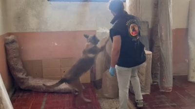 Kastamonu İl Emniyet Müdürlüğü ekiplerince 19 ayrı adrese düzenlenen uyuşturucu