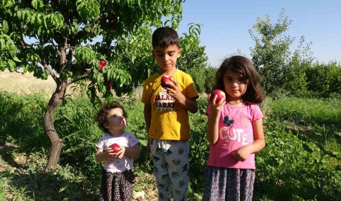 Malatya’da yerli armut çeşitlerinin toplanmasına henüz aylar varken, Akçadağ ilçesinde