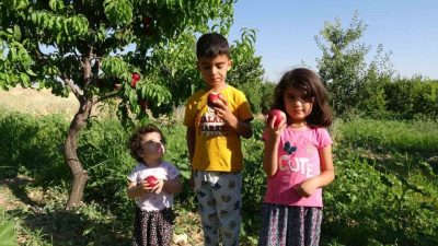 Malatya’da yerli armut çeşitlerinin toplanmasına henüz aylar varken, Akçadağ ilçesinde