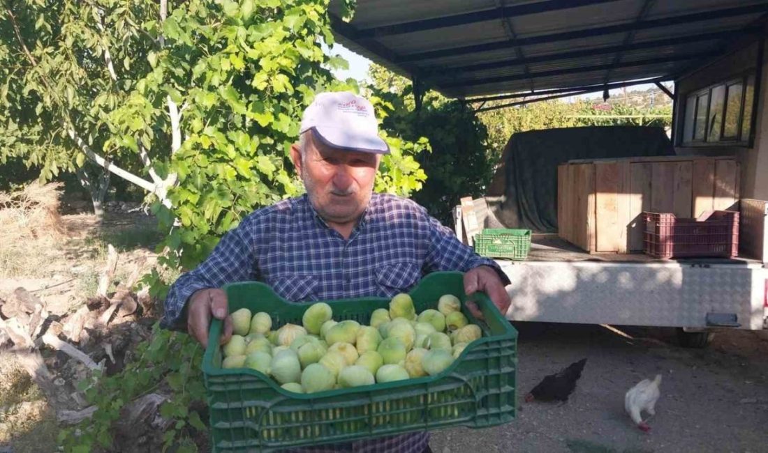 Mersin’in Mut ilçesinde 10 bin dekar alanda incir hasadı başladı.