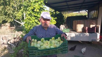 Mersin’in Mut ilçesinde 10 bin dekar alanda incir hasadı başladı.