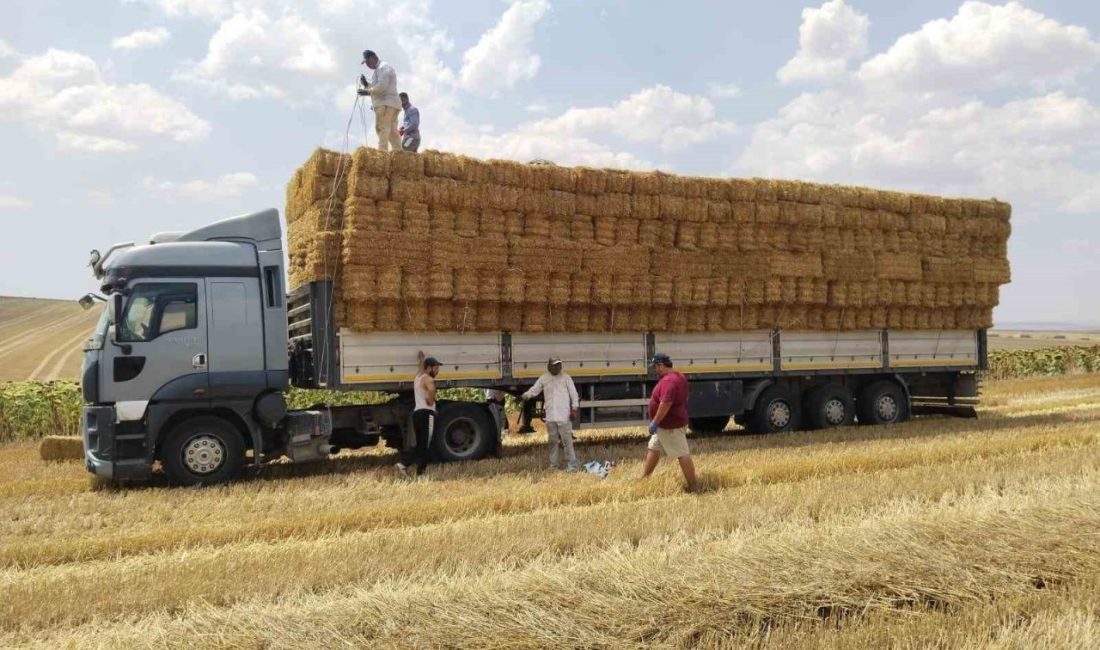 Aydın’ın Çine ilçesinde çıkan yangından etkilenen hayvan yetiştiricilerini yalnız bırakmayan