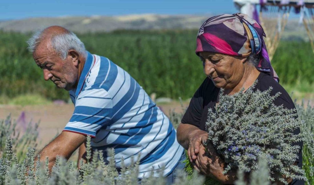 Kırıkkale’nin Bahşılı ilçesinde 7 yıldır lavanta yetiştiren Mehmet ve Zübeyde