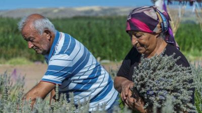 Kırıkkale’nin Bahşılı ilçesinde 7 yıldır lavanta yetiştiren Mehmet ve Zübeyde