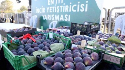 Nilüfer Belediyesi’nin gelenekselleşen 12. Akçalar Fadıllı İncir Festivali, 13 Eylül