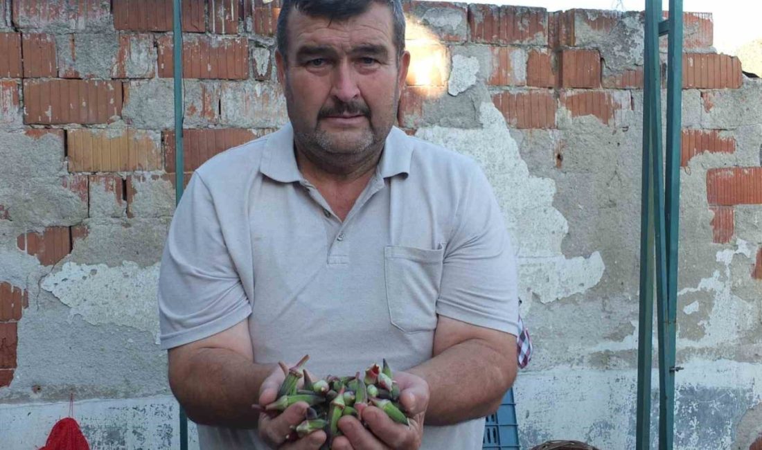 Burhaniye ilçesinde, bamya fiyatları tavan yaparken, fiyatlar üreticileri sevindirdi. 8