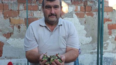 Burhaniye ilçesinde, bamya fiyatları tavan yaparken, fiyatlar üreticileri sevindirdi. 8