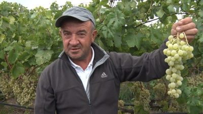 Bursa’nın tarihi İznik ilçesinde “sarı altın” olarak bilinen ve geçmişi