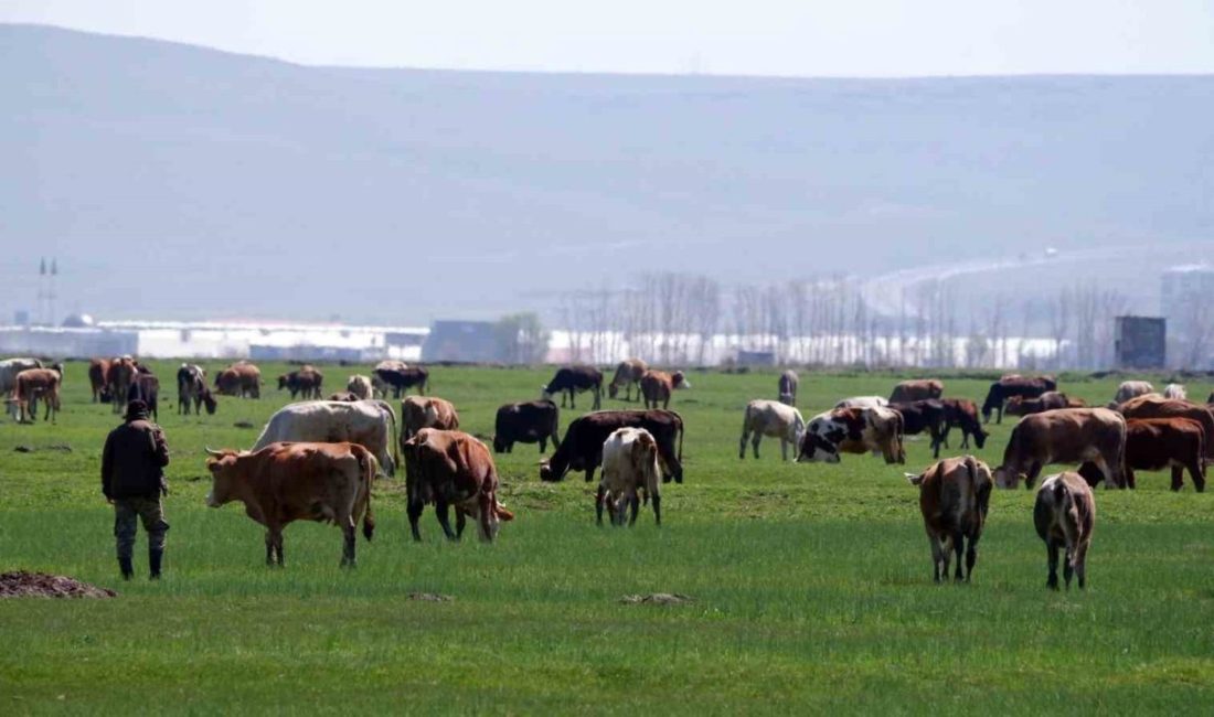 Erzurum’da 2026 Yılı 1. Dönem Büyükbaş ve Küçükbaş Hayvancılık Destekleme