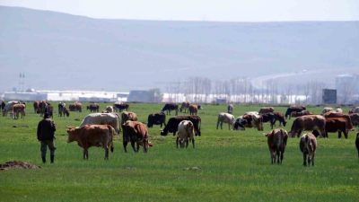 Erzurum’da 2026 Yılı 1. Dönem Büyükbaş ve Küçükbaş Hayvancılık Destekleme